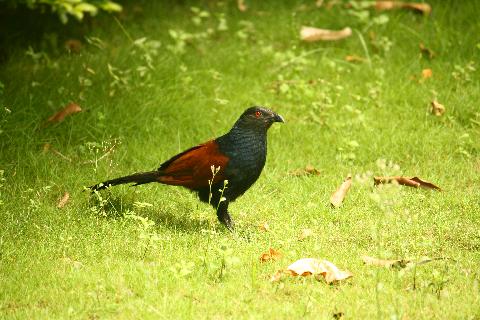 Birds in Goa - Download Goa Photos